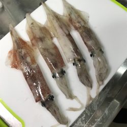 横須賀長井、漆山港の光三丸さんから、ヤリイカ釣り。