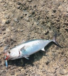 今年初フィッシュ