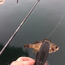 今年はおかしい