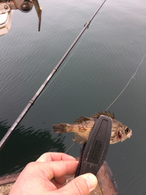 今年はおかしい