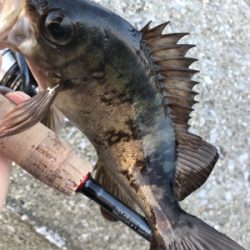 デイ….とりあえずメバリング(笑)(釣行 其の拾壱)