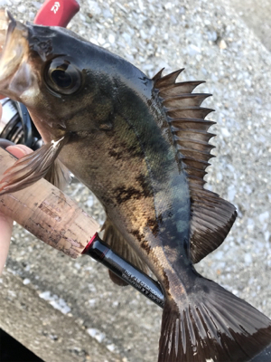 デイ....とりあえずメバリング(笑)(釣…