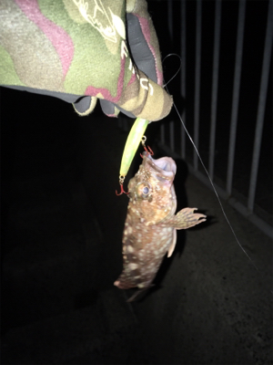 シーバスを求めて