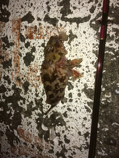 夜釣りぶっこみでチビガッシー