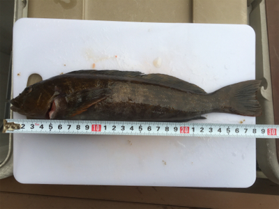 メバリングで。