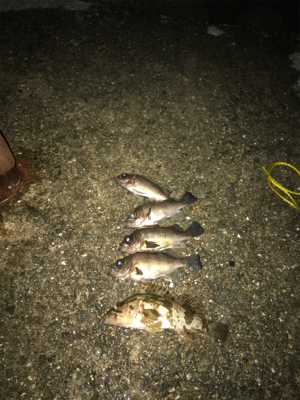 夕マズメからライズ