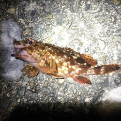 ウキ釣りでメバル