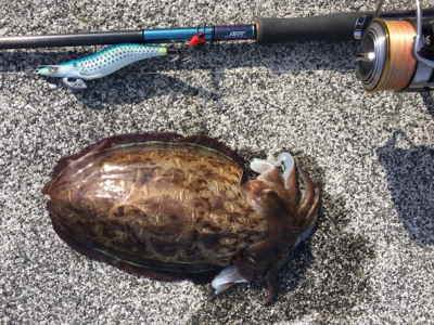 トルネードスピンさん！