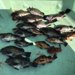 鳴門  メバルサビキ  はらまる