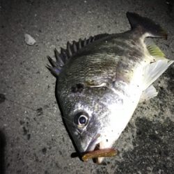 キビレわらわら