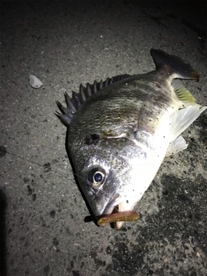 キビレわらわら