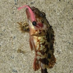 辛うじて１匹…