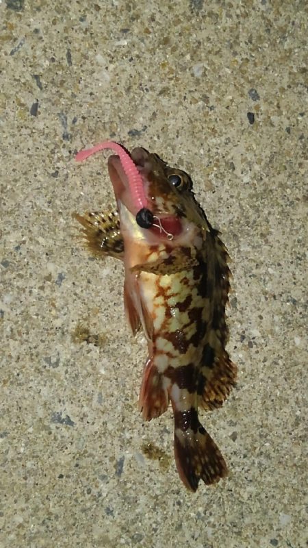 辛うじて１匹…