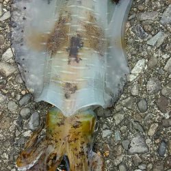 エギングの時期　三重の春　2017エギング春の投稿まとめ！