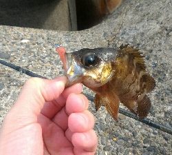 激渋メバリング