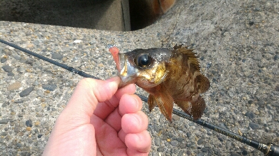 激渋メバリング