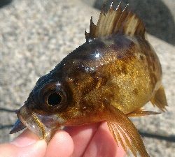 癒やされデイメバル