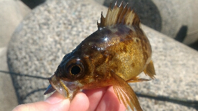 癒やされデイメバル