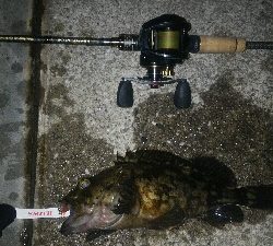 表層惨敗からの泣き尺ガシラ