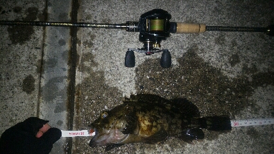 表層惨敗からの泣き尺ガシラ