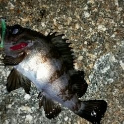 メバルも冷たい