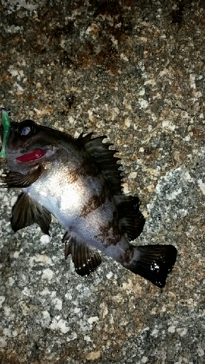 メバルも冷たい