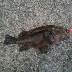 メバル狙いが…