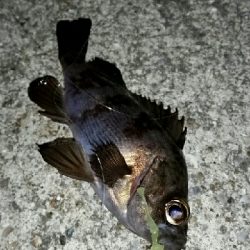 もうすぐ春かな？