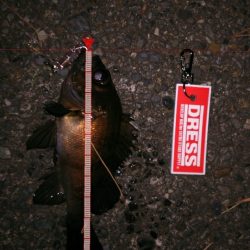 メバルプラッギング!