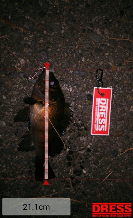 メバルプラッギング!