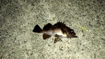 風がマシだったんで、釣行。