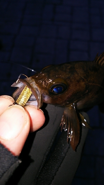 たまにはプチ遠征でも( ￣▽￣)