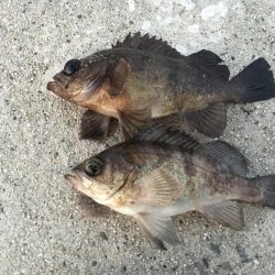 寒波の中休み？