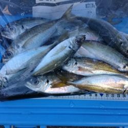 アジの無限ループ？