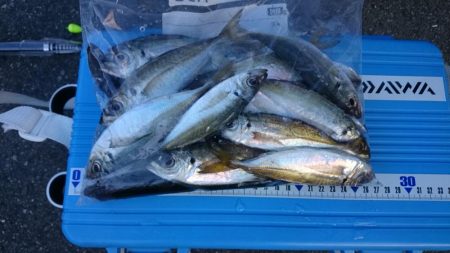 アジの無限ループ？