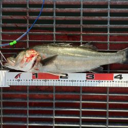 最高の釣り日和