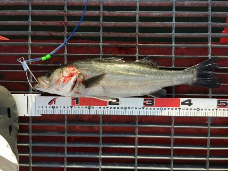 最高の釣り日和