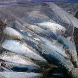 今週も青物に出会えず…