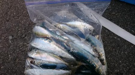 今週も青物に出会えず…