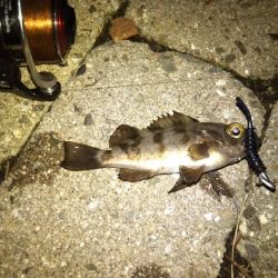 メバリング調査