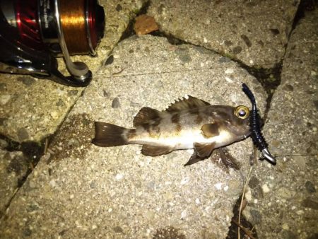 メバリング調査