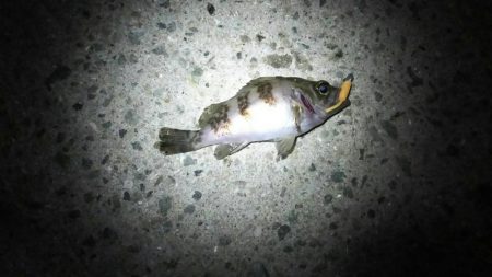 メバリング新規開拓