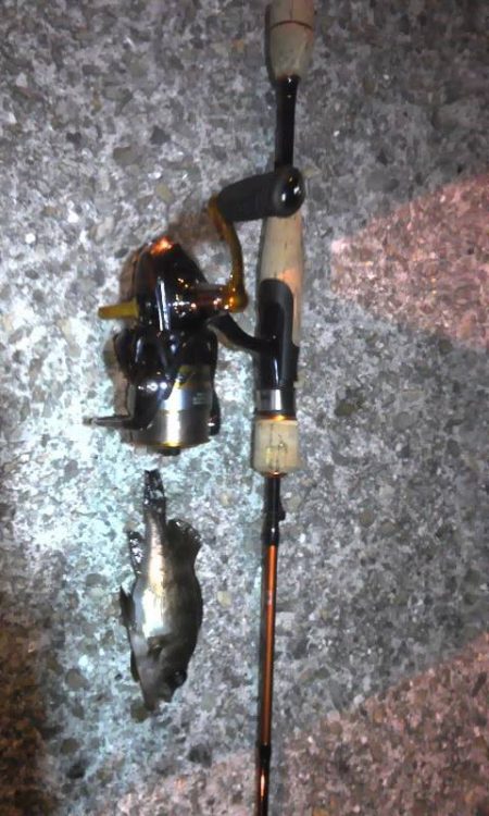 連日のライトゲーム