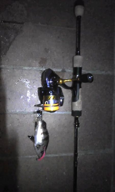 連日のライトゲーム