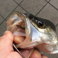 えび撒き絶好調