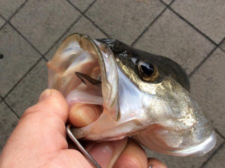 えび撒き絶好調