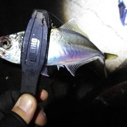 石津浜ではヤリイカ湾内ではシーバスやアジ