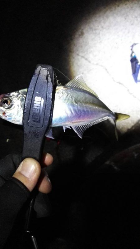 石津浜ではヤリイカ湾内ではシーバスやアジ