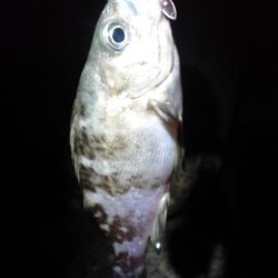 激渋＞＜メバリング