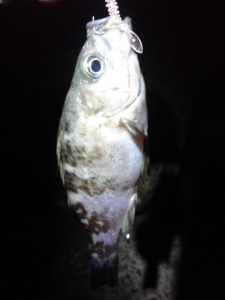 激渋＞＜メバリング